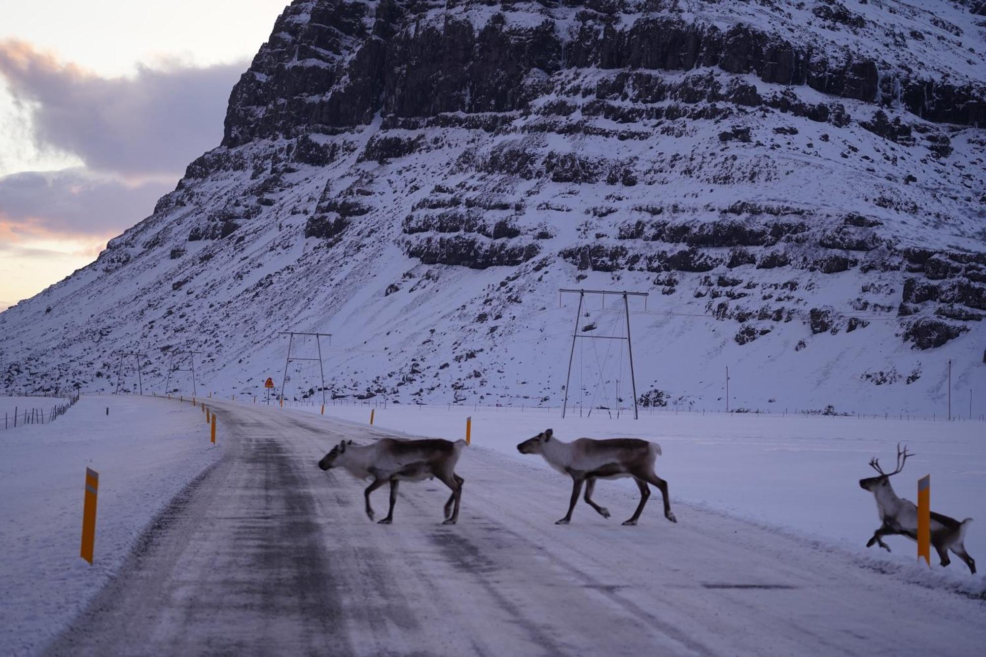 Seljavellir Guesthouse Höfn Exteriér fotografie